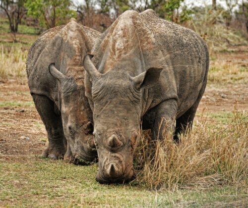 9 Days Group Joining Safari Kenya and Tanzania