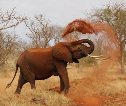 10 Days Combined Kenya and Tanzania Safari.