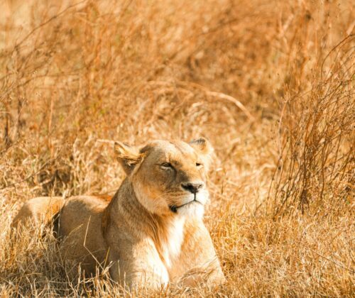 7 Days Kenya Holiday Tour