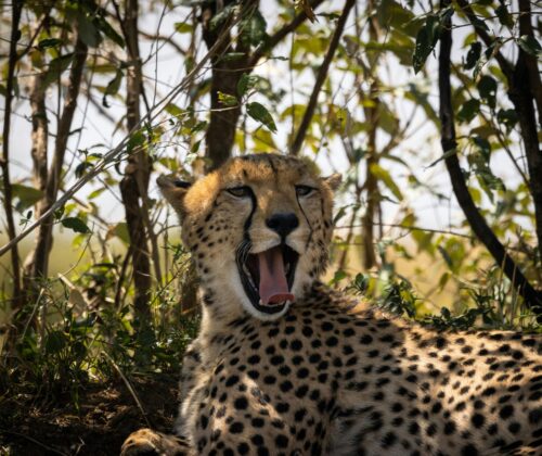 14 Days Best East Africa Safari Lodge Group