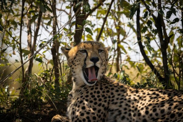14 Days Best East Africa Safari Lodge Group