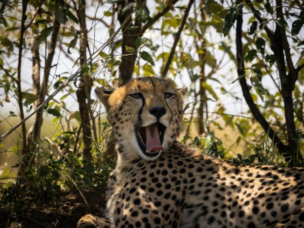 14 Days Best East Africa Safari Lodge Group
