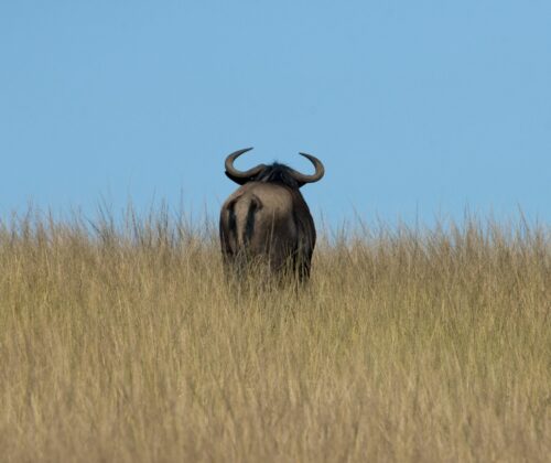3 Days Lodge Wildbeest Migration Tour Kenya