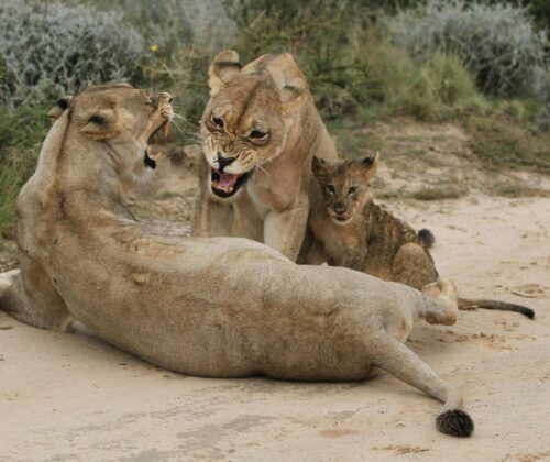 12 Days Budget Holiday Safari Combined Kenya and Tanzania
