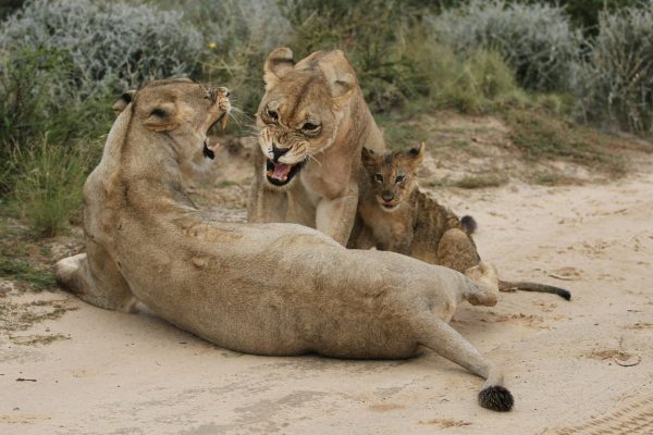 12 Days Budget Holiday Safari Combined Kenya and Tanzania