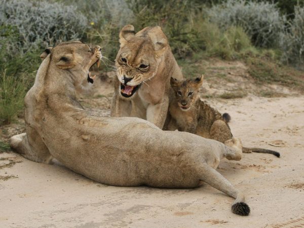 12 Days Budget Holiday Safari Combined Kenya and Tanzania