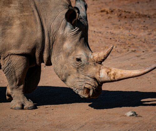 3 Days Masai Mara Budget Safari