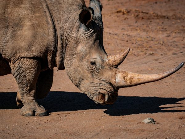 3 Days Masai Mara Budget Safari