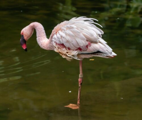4 Days Famous Flamingoes Safari Kenya