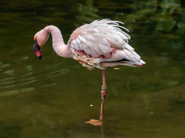 4 Days Famous Flamingoes Safari Kenya