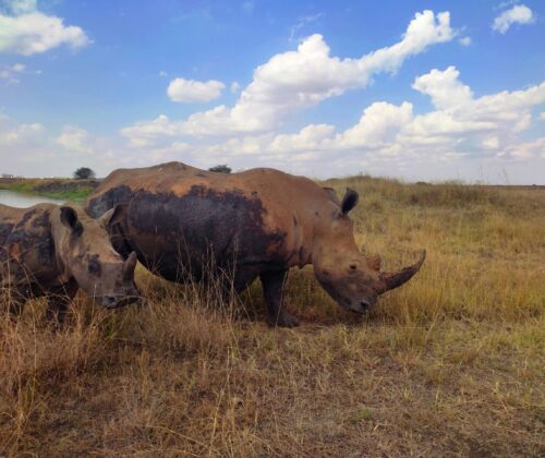 4 Days Private Budget Safari