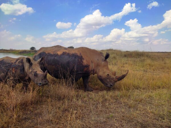 4 Days Private Budget Safari