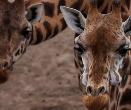 6 Days Kenya Wild Life Safari