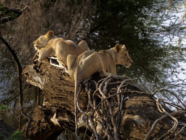 05 Days Tanzania Lodge Safari