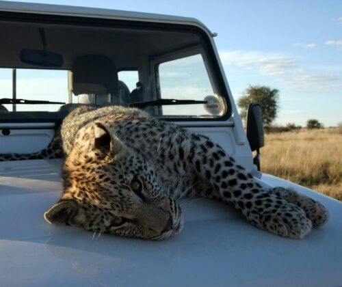 13 Days Best Vocation Destinations Kenya and Tanzania