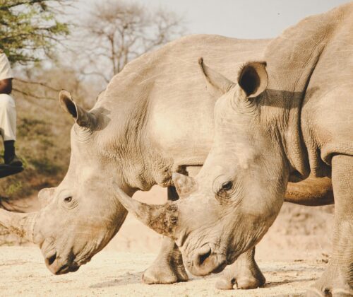 11 Days Group Tour Combined Kenya and Tanzania