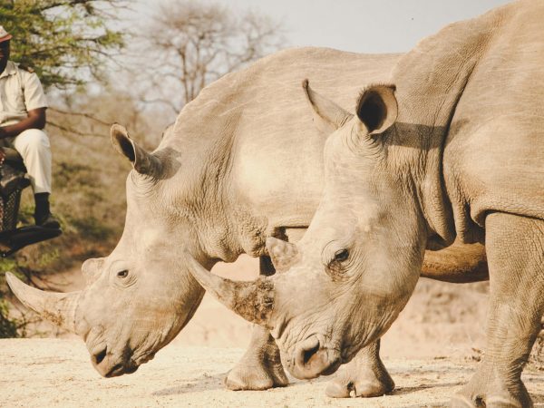 11 Days Group Tour Combined Kenya and Tanzania