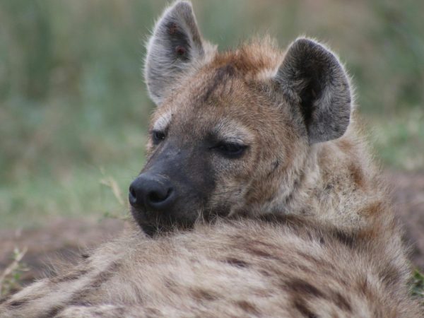 3 Days Serengeti and Ngorongoro Lodge Safari