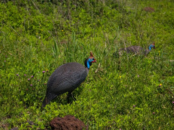 7 Days Kenya Lodge Tour Group Joining