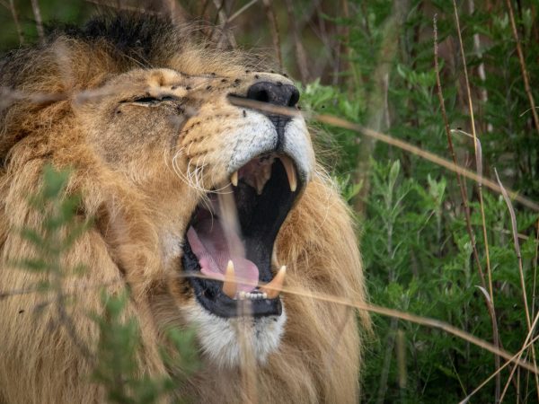 7 Days Big Five Kenya Safari