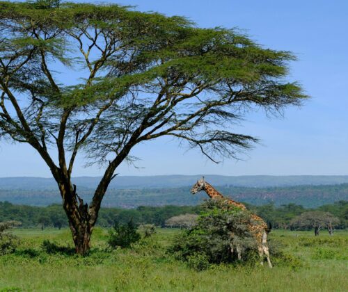 14 Days Best East Africa Safari Lodge Group