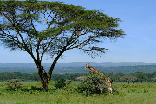 14 Days Best East Africa Safari Lodge Group