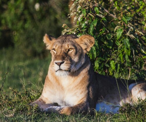 13 Days Best Adventure Tours Kenya and Tanzania