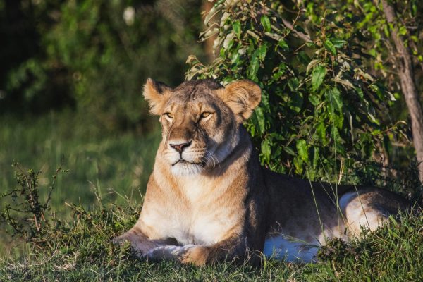 13 Days Best Adventure Tours Kenya and Tanzania