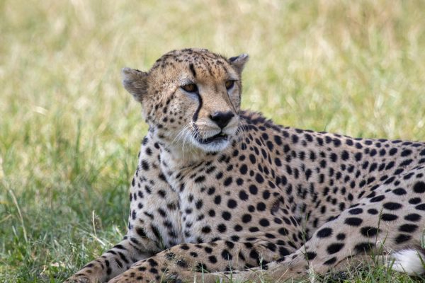 5 Days Wildlife Tours Tanzania
