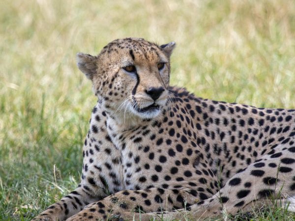 5 Days Wildlife Tours Tanzania