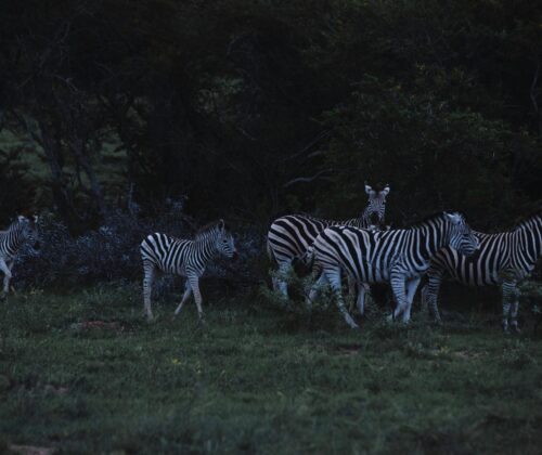 5 Days Kenya Good Reviews Safari
