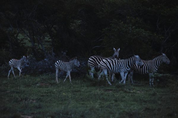 5 Days Kenya Good Reviews Safari