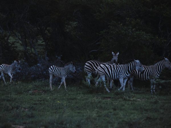 5 Days Kenya Good Reviews Safari