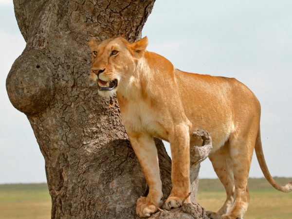 04 Days Tanzania Safari Lodge Group