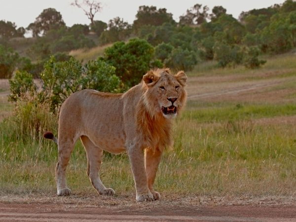 6 Days Serengeti Safari Package