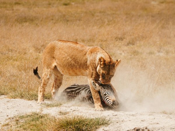 5 Days Best Safari Destinations Kenya
