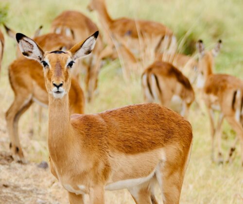 3 Days Masai Mara Migration Tour