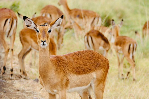 3 Days Masai Mara Migration Tour