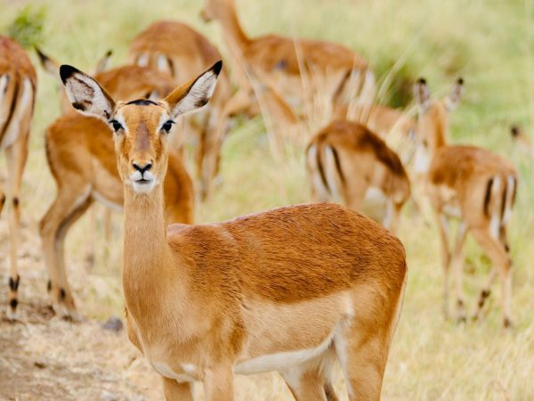 3 Days Masai Mara Migration Tour