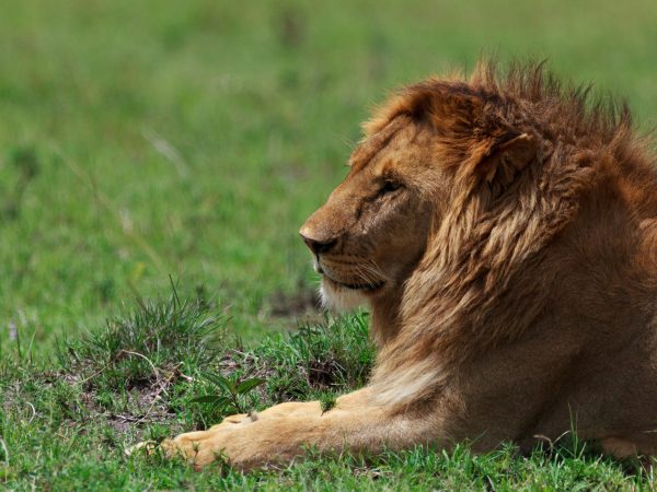 05 Days Best of Kenya Budget Safari – Masai Mara / Lake Nakuru / Naivasha