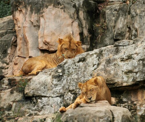 12 Days Budget Holiday Safari Combined Kenya and Tanzania