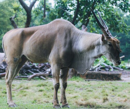 6 Days Kenya Exciting African Safari