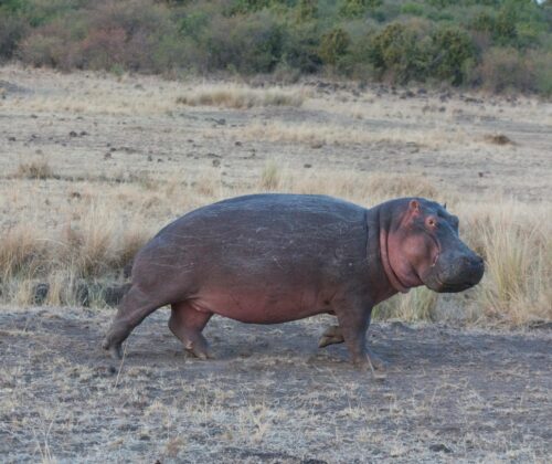 10 Days Best Tourist Attracions Kenya and Tanzania