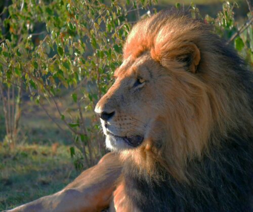 13 Days Best Adventure Tours Kenya and Tanzania