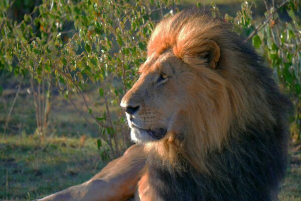 13 Days Best Adventure Tours Kenya and Tanzania