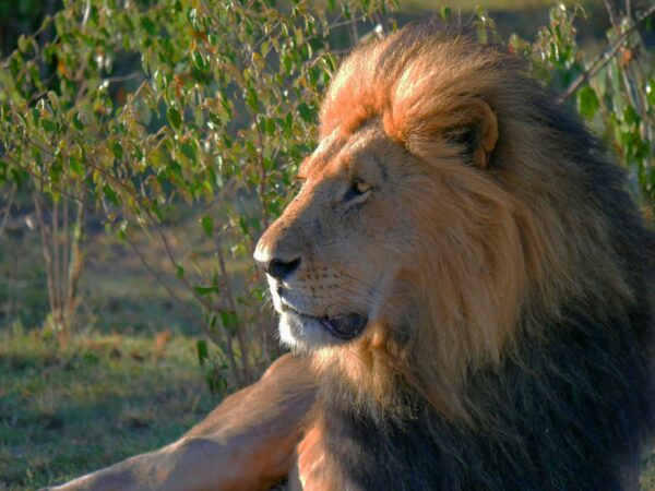 13 Days Best Adventure Tours Kenya and Tanzania