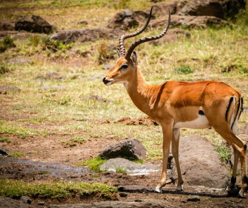 11 Days Exiciting Holiday Safari Lodge