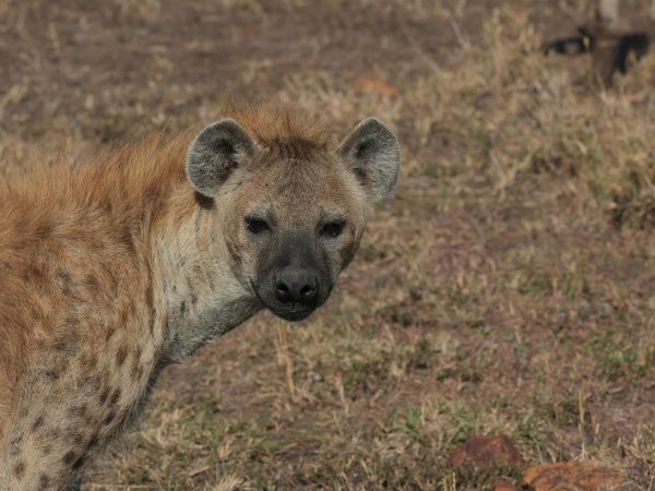 12 Days Exciting Lodge Safari Kenya and Tanzania