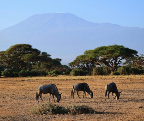 5 Days Mt Kenya Up Sirimon Down Chogoria Camping Tents
