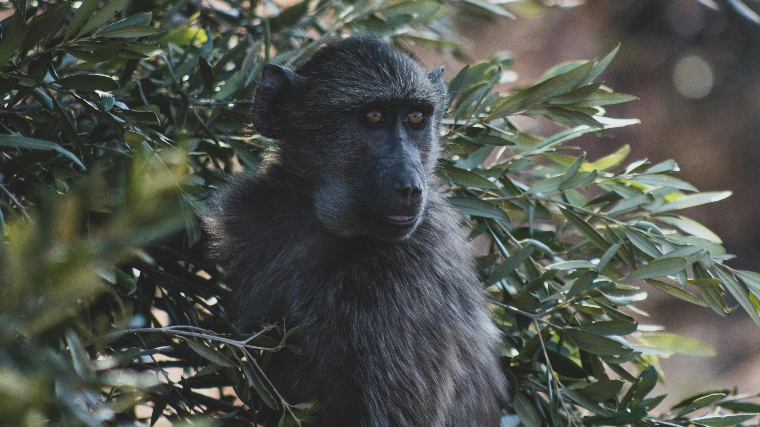 DAY 10: ARUSHA TOWN TO NAIROBI CITY. { Not charged.}